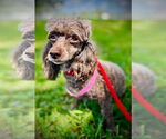 Small #1 Poodle (Toy)