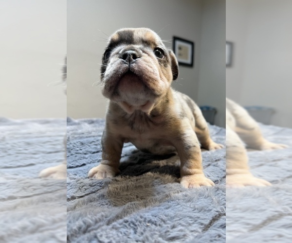 Medium Photo #1 English Bulldog Puppy For Sale in BAKERSFIELD, CA, USA
