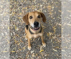 Mutt Dogs for adoption in Elmsford, NY, USA