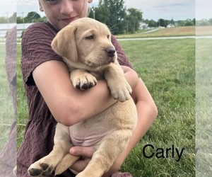 Golden Retriever Puppy for Sale in FREDERICKSBG, Ohio USA