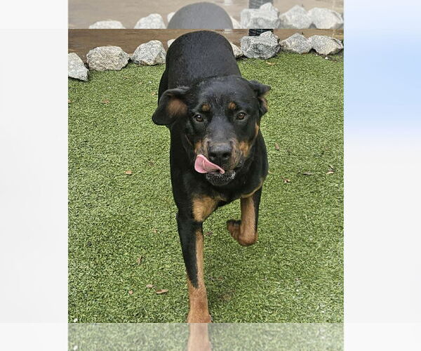Medium Photo #4 Rottweiler Puppy For Sale in Mooresville, NC, USA