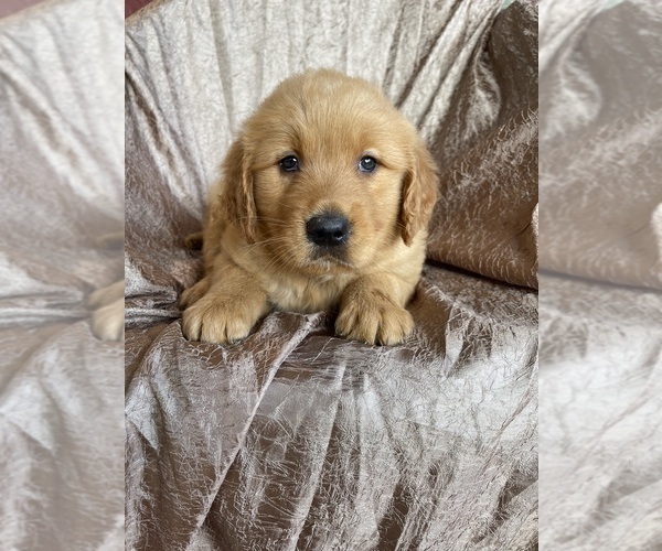 Medium Photo #1 Golden Retriever Puppy For Sale in WESTMINSTER, SC, USA