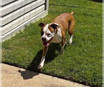 Small #3 Boxer