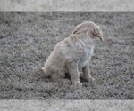 Small Photo #8 Goldendoodle Puppy For Sale in MEMPHIS, MO, USA