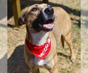 German Shepherd Dog-Unknown Mix Dogs for adoption in San Antonio, TX, USA