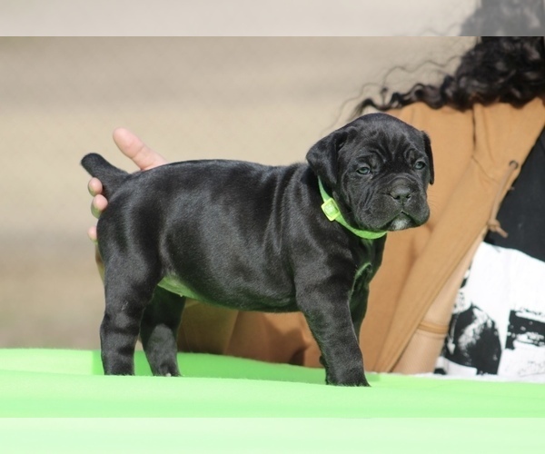 Medium Photo #5 Cane Corso Puppy For Sale in RAEFORD, NC, USA