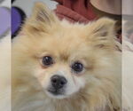 Small #5 Pomeranian