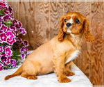 Small #8 Cavalier King Charles Spaniel