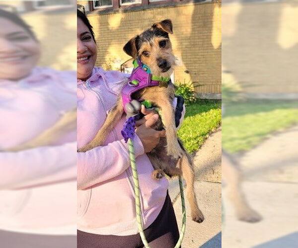Medium Photo #2 Border Terrier-Unknown Mix Puppy For Sale in Westmont, IL, USA