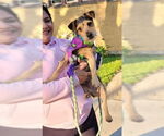 Small #1 Border Terrier Mix
