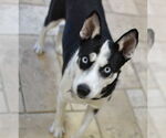 Small #2 Huskies  Mix