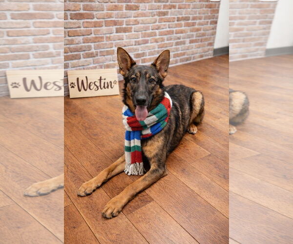 Medium Photo #5 Mutt Puppy For Sale in Euless, TX, USA