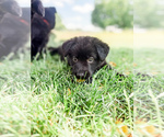 Small #5 German Shepherd Dog