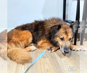 Gumdrop - Male Mutt Dog for Adoption - Photo #3