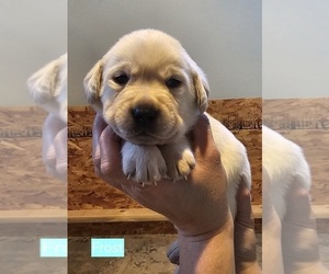 Labrador Retriever Puppy for sale in IOWA FALLS, IA, USA