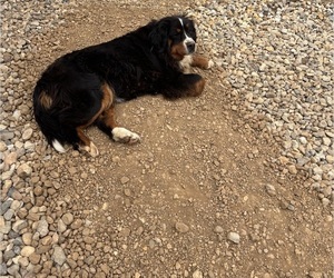 Father of the Bernese Mountain Dog puppies born on 06/26/2025