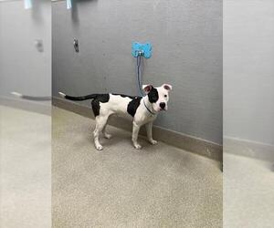 Mutt Dogs for adoption in Las Vegas, NV, USA