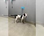 Small Mutt