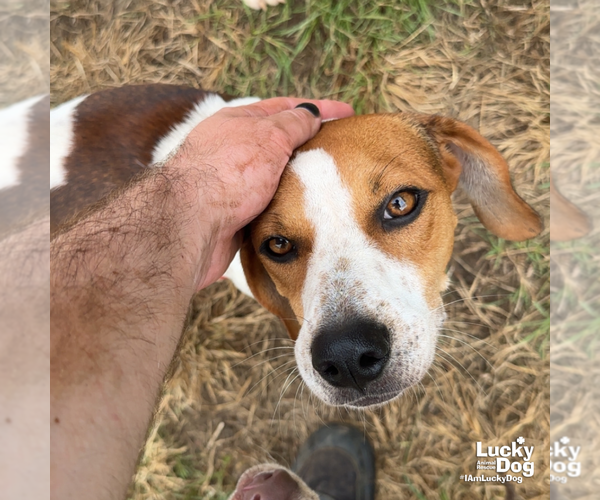 Medium Photo #3 Red Heeler-Unknown Mix Puppy For Sale in Washington, DC, USA