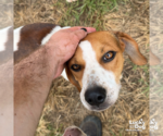 Small #2 Red Heeler Mix