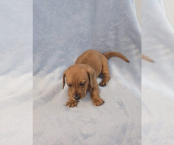 Medium Photo #2 Dachshund Puppy For Sale in PHOENIX, AZ, USA