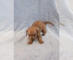 Small #1 Dachshund