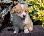 Small #6 Pembroke Welsh Corgi
