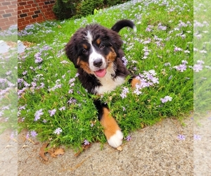 Bernese Mountain Dog Puppy for sale in HICKORY, NC, USA