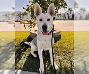 Ruger - Male Siberian Husky-Unknown Mix Dog for Adoption - Photo #3