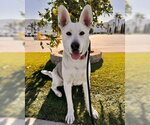Small #2 Siberian Husky Mix