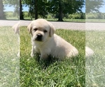 Small Photo #1 Labrador Retriever Puppy For Sale in CENTREVILLE, MI, USA