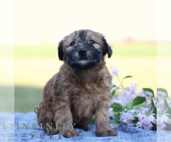 Medium Photo #4 Soft Coated Wheaten Terrier Puppy For Sale in LITITZ, PA, USA