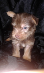 Yorkshire Terrier Puppy for sale in HARRIMAN, TN, USA