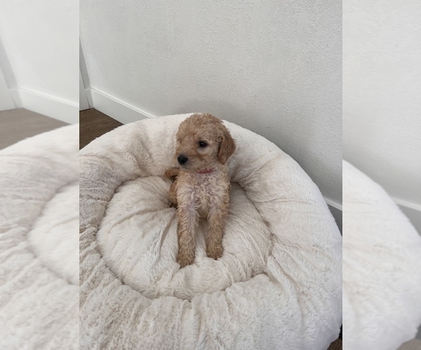 Medium Photo #8 Goldendoodle Puppy For Sale in COLORADO SPRINGS, CO, USA