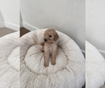 Small Photo #8 Goldendoodle Puppy For Sale in COLORADO SPRINGS, CO, USA