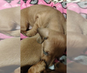 Dachshund Puppy for sale in PERRYVILLE, MO, USA