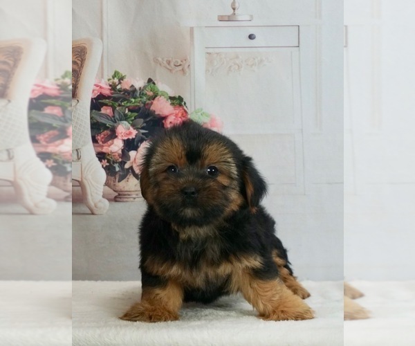 Medium Photo #3 Morkie Puppy For Sale in WARSAW, IN, USA