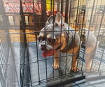 Small #3 French Bulldog