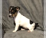 Small Photo #9 Jack Russell Terrier Puppy For Sale in APPLE CREEK, OH, USA