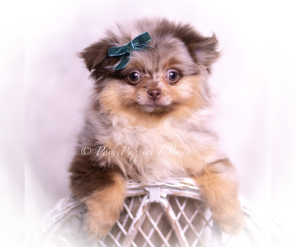 Medium Photo #75 Pomeranian Puppy For Sale in WARSAW, IN, USA