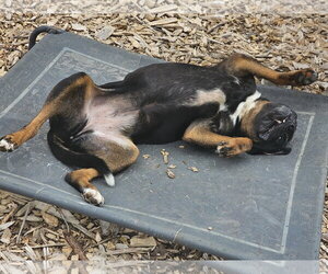 Wiggles - Female Bulldog Dog for Adoption - Photo #3