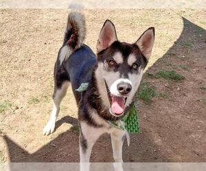 Siberian Husky Dogs for adoption in Orange, CA, USA