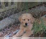 Small #4 Golden Retriever