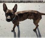 Small #5 Dachshund Mix