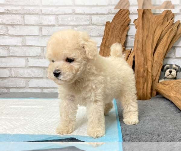 Medium Photo #5 Poodle (Toy) Puppy For Sale in LOS ANGELES, CA, USA