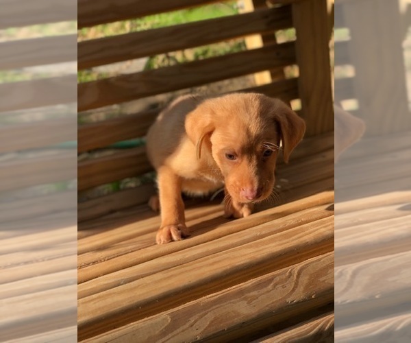 Medium Photo #1 Labrador Retriever Puppy For Sale in SPENCER, TN, USA