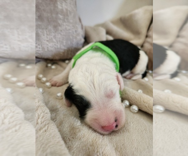 Medium Photo #20 Sheepadoodle Puppy For Sale in LEHI, UT, USA
