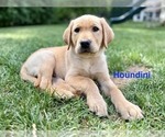 Small Labrador Retriever
