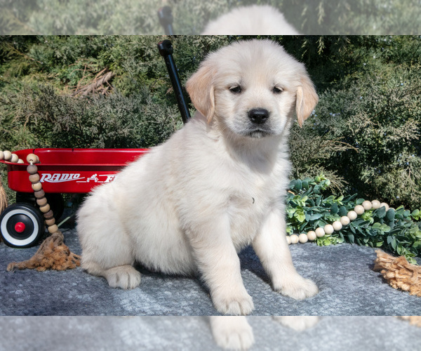 Medium Photo #1 English Cream Golden Retriever Puppy For Sale in ROCHESTER, IN, USA