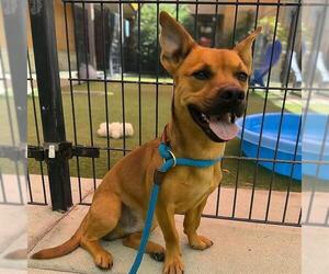 Chihuahua-Unknown Mix Dogs for adoption in Sacramento, CA, USA